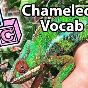 Common chameleon terminology