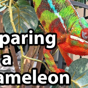 How to prepare for a chameleon