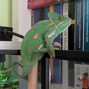 Yes, Hello, Can I come Out?