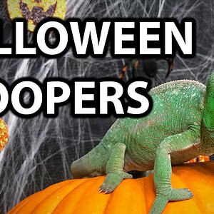 Chameleon Halloween BLOOPERS ? | Happy Halloween