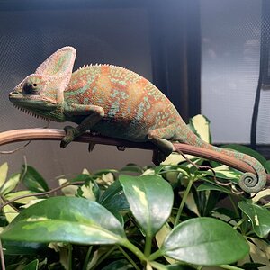 Full Body 4month