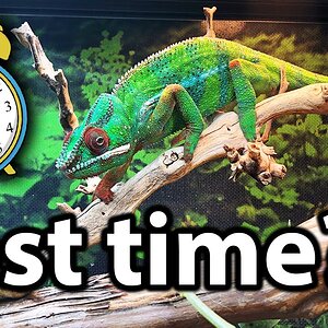 What is the best time to feed a chameleon?