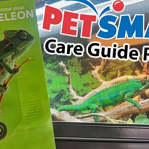 Reviewing PetSmart's chameleon care guide