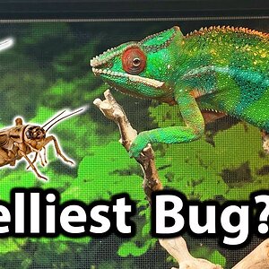 Which feeder bugs are smelliest? | Dubiasroaches.com unboxing