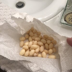 Laying Eggs!