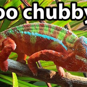 How to tell if your chameleon is a healthy or unhealthy weight
