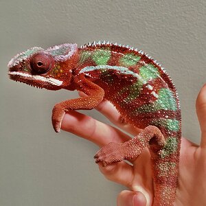 Hand chameleon