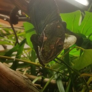 Hye👀