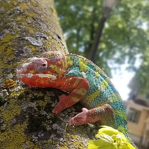Tree top2