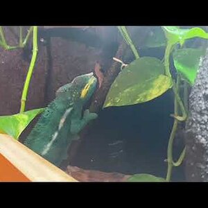What is he doing?