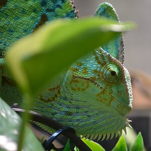 Peekabo