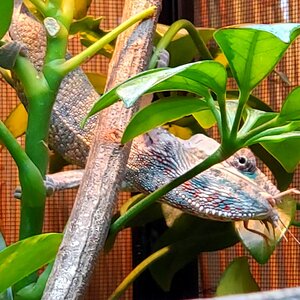 Cricket? What cricket?