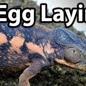 This video will teach what you need to know to properly set up a laying bin and prepare for your female chameleon to safely lay her eggs.