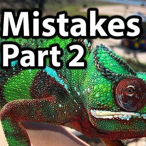 5 Common mistakes chameleon owners make | PART 2