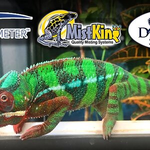 3 Chameleon products that are worth your money | Solarmeter 6.5, MistKing, & Dragon Strand Ledges