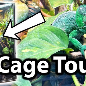 Chameleon cage tour | Cristifer Parson's chameleon