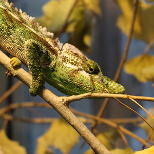 The 100 foot Furcifer Antimena Stare