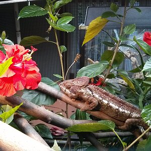 Furcifer oustaleti