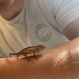 Sexing baby chameleon