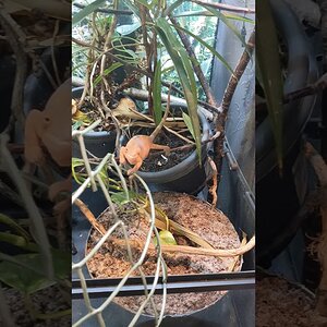 a technique for getting your chameleon out for maintenance on enclosure