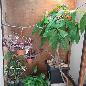 Inside his Enclosure
