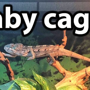 Do baby chameleons need smaller cages?