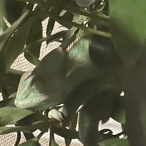 Sleeping chameleon