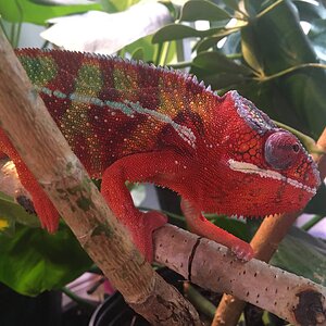 Fiery boi