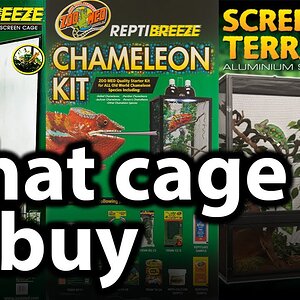 What cage does a chameleon need | Where to buy a chameleon enclosure