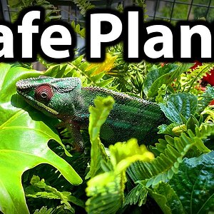 What plants to use for a chameleon cage