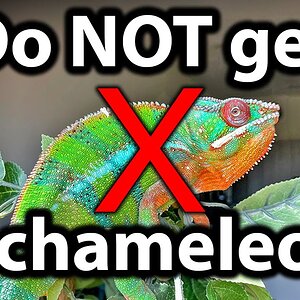 5 reasons why you should NOT get a chameleon
