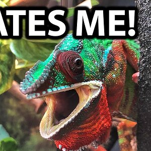 Why does my chameleon hate me? | Angry chameleon