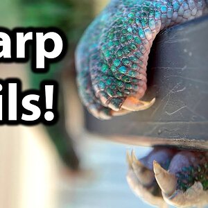 Should you cut chameleon nails?