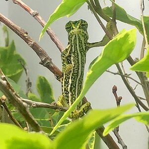 Furcifer campani pose