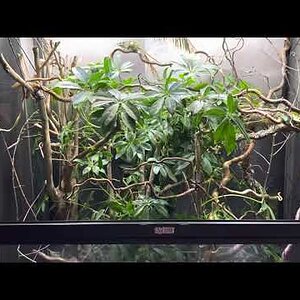Misting Ranjo