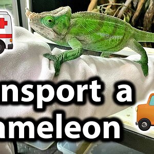 How to move and transport a chameleon