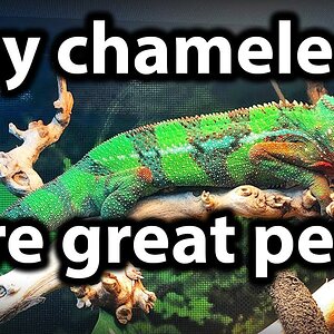 5 reasons why chameleons make great pets