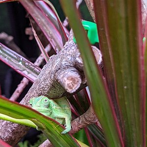 Sabine on the dracaena