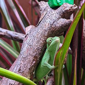 Holdin tight to the leaf