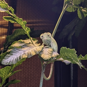 Focused in the fern