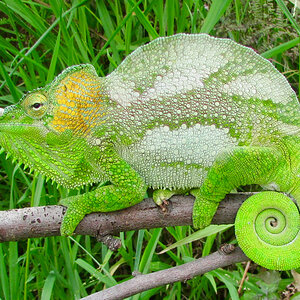 Chameleon 3