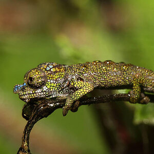 Chameleon 25