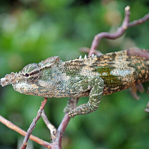 Chameleon 22