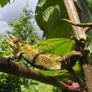 Chameleon 18