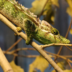 Chameleon 16