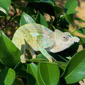 Chameleon 15
