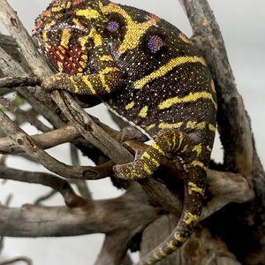 Furcifer minor female on a branch
