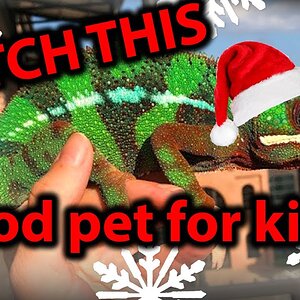 Watch this before getting your kid a chameleon for Christmas! | Are chameleons good pets for kids?