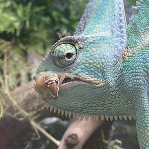 close up of rango eating a cricket