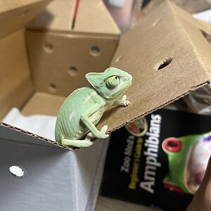 baby rango’s first time home
